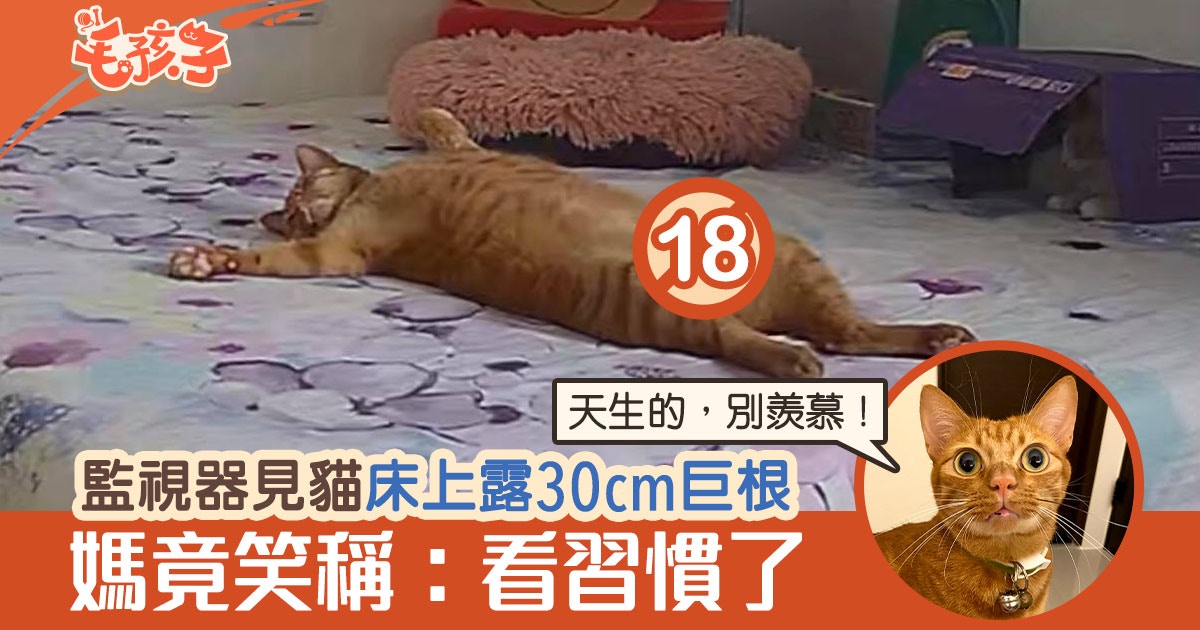 唐茂发春梦监视器看到橙猫床上有30厘米的根，笑着说：我已经习惯了-香港01