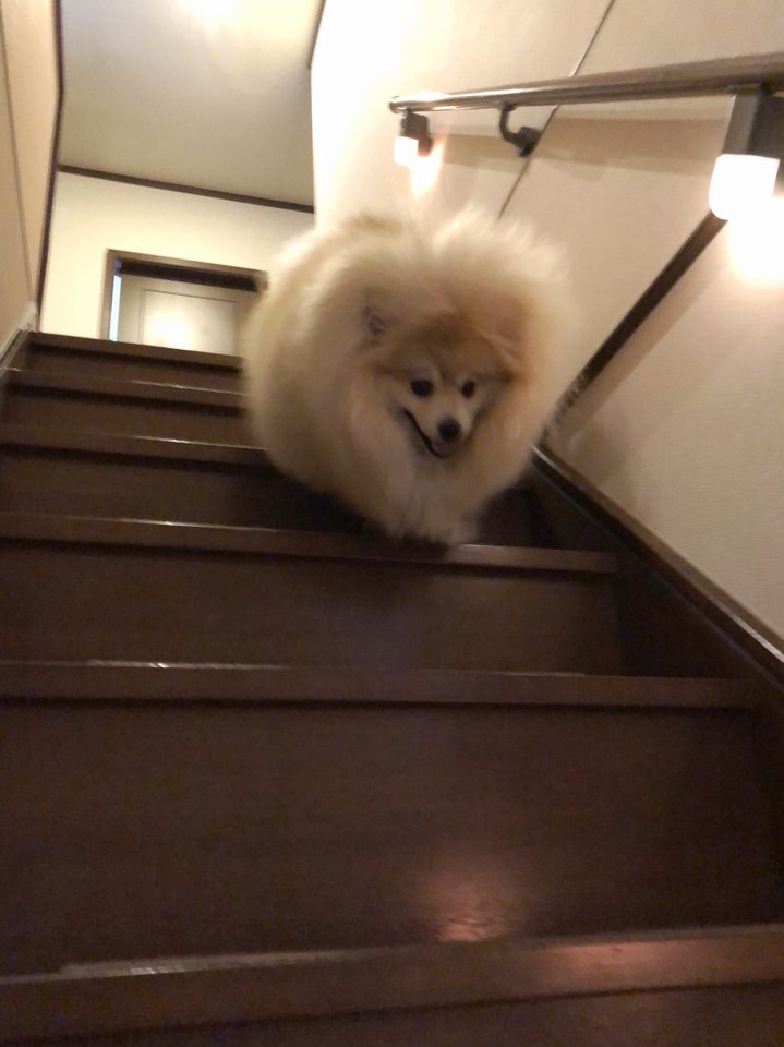 掛羊頭賣狗肉 Out啦 可愛博美犬 狗扮羊 超萌 趣一趣 香港01 熱爆話題