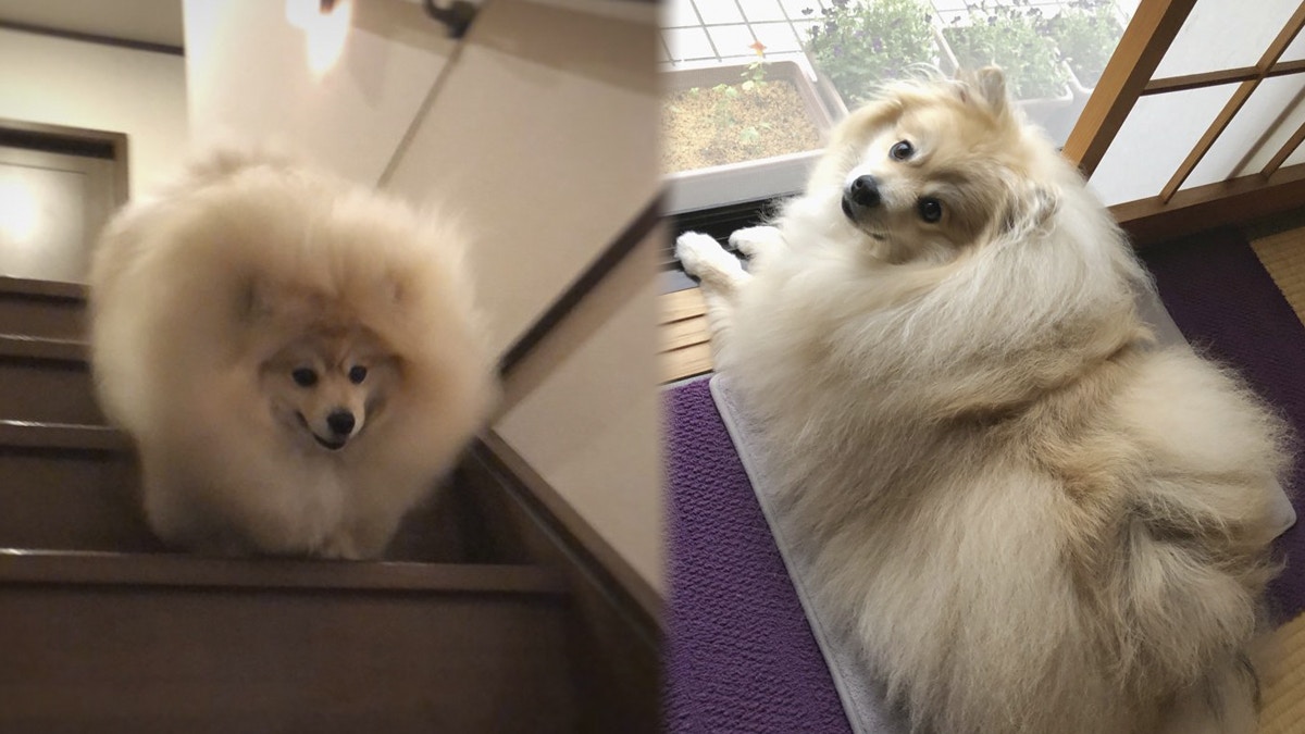 掛羊頭賣狗肉 Out啦 可愛博美犬 狗扮羊 超萌 趣一趣 香港01 熱爆話題