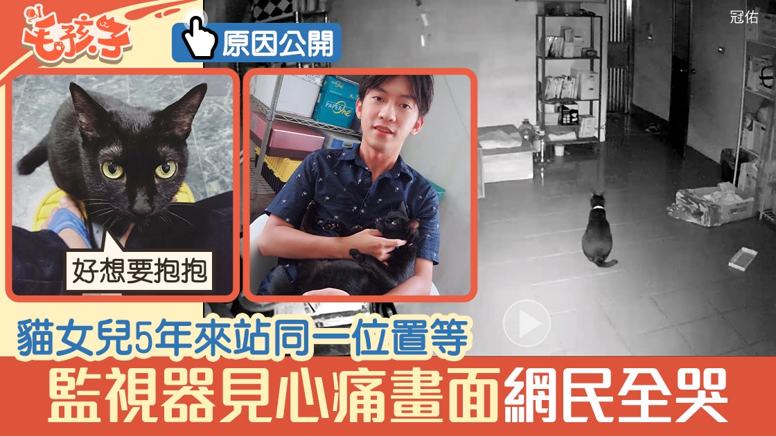 貓女兒5年來站同一位置等門 監視器畫面令網民全哭崩:快回家啦 貓女兒5年來站同一位置等門 監視器畫面令網民全哭崩:快回家啦