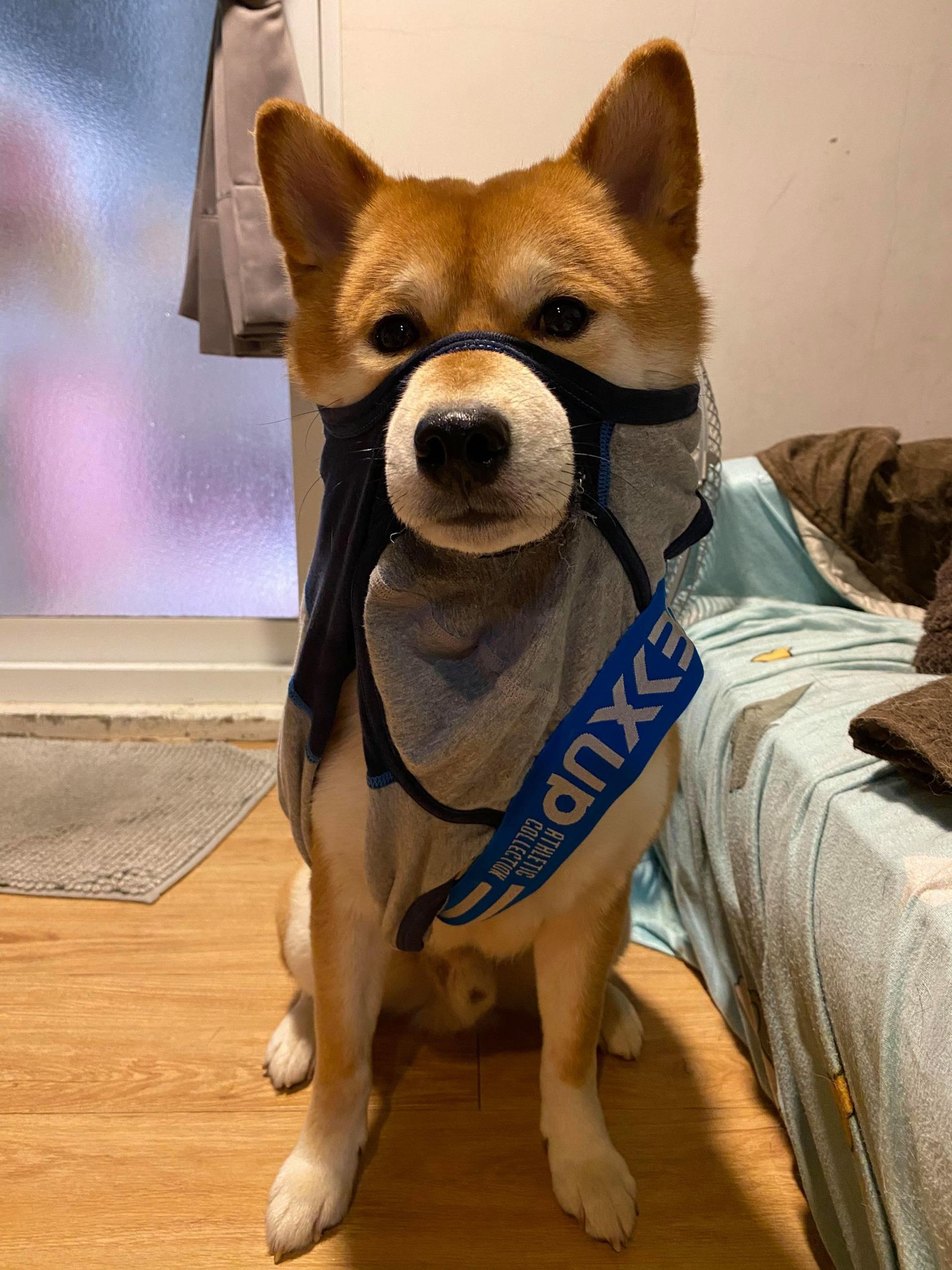 柴犬 十多條內褲被咬爛爸命令狗反省汪道歉5分鐘後即露狗性 柴犬 十多條內褲被咬爛爸命令狗反省汪道歉5分鐘後即露狗性