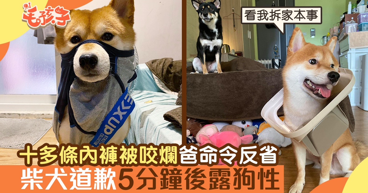 柴犬 十多條內褲被咬爛爸命令狗反省汪道歉5分鐘後即露狗性