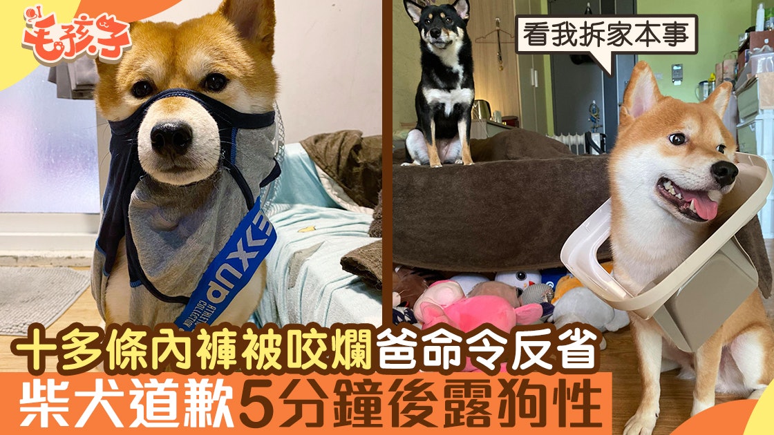 柴犬 十多條內褲被咬爛爸命令狗反省汪道歉5分鐘後即露狗性 柴犬 十多條內褲被咬爛爸命令狗反省汪道歉5分鐘後即露狗性
