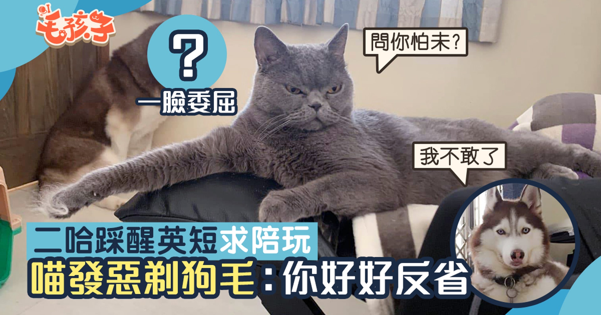 雪橇犬用腳踩醒英國短毛貓求陪玩下秒喵發惡剃狗毛 你好好反省 香港01 寵物 雪橇犬用腳踩醒英國短毛貓求陪玩下秒喵發惡剃狗毛 你好好反省 香港01 寵物