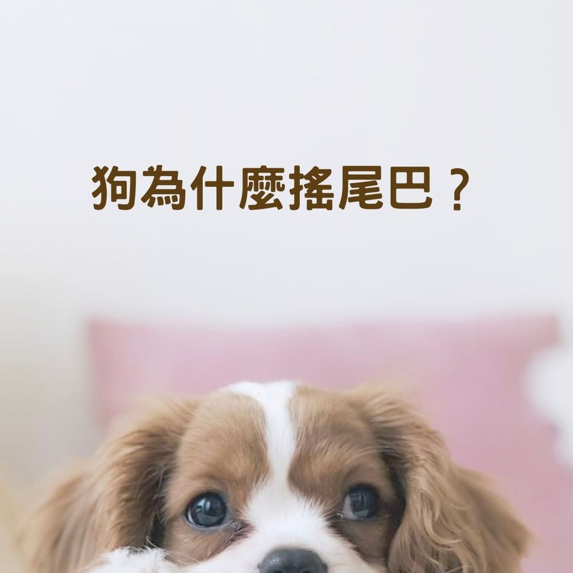 狗為什麼搖尾巴?(T.R Photography/Unsplash, 01製圖) 狗為什麼搖尾巴?(T.R Photography/Unsplash, 01製圖)