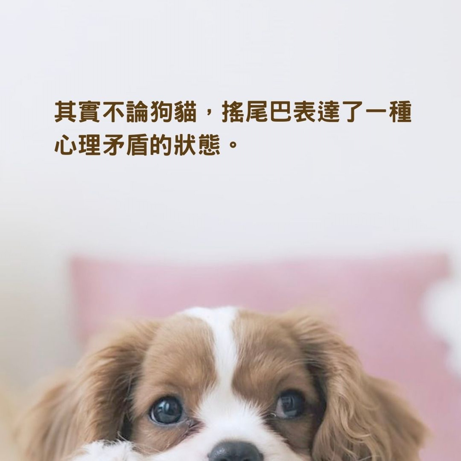 狗為什麼搖尾巴?(T.R Photography/Unsplash, 01製圖) 狗為什麼搖尾巴?(T.R Photography/Unsplash, 01製圖)