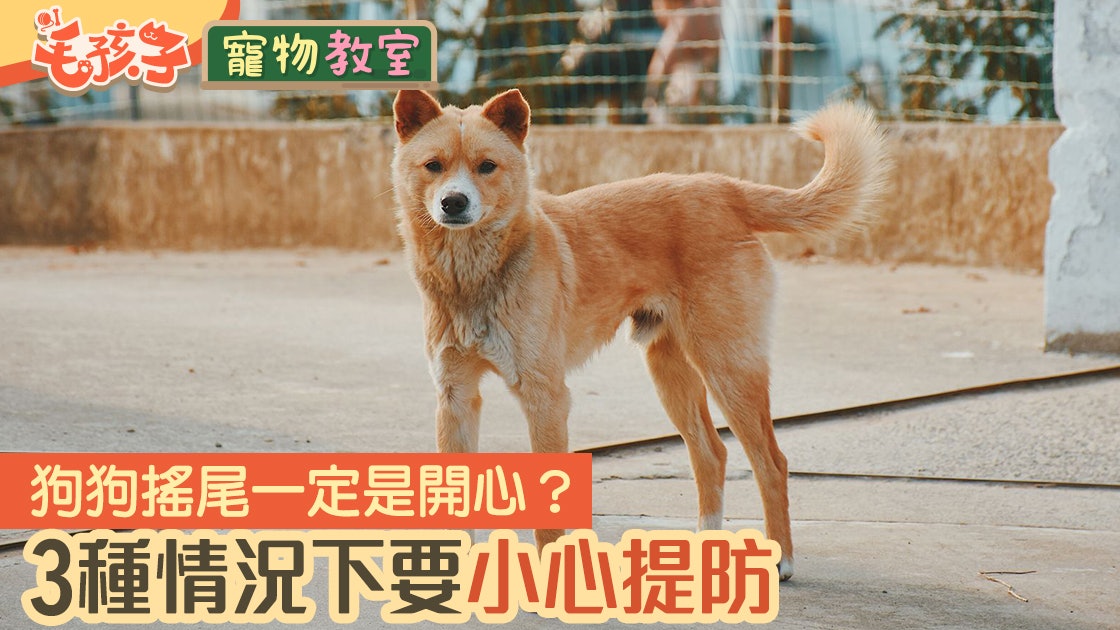 狗狗冷知識|狗狗搖尾巴不一定代表開心 3種情況下要特別留心 狗狗冷知識|狗狗搖尾巴不一定代表開心 3種情況下要特別留心