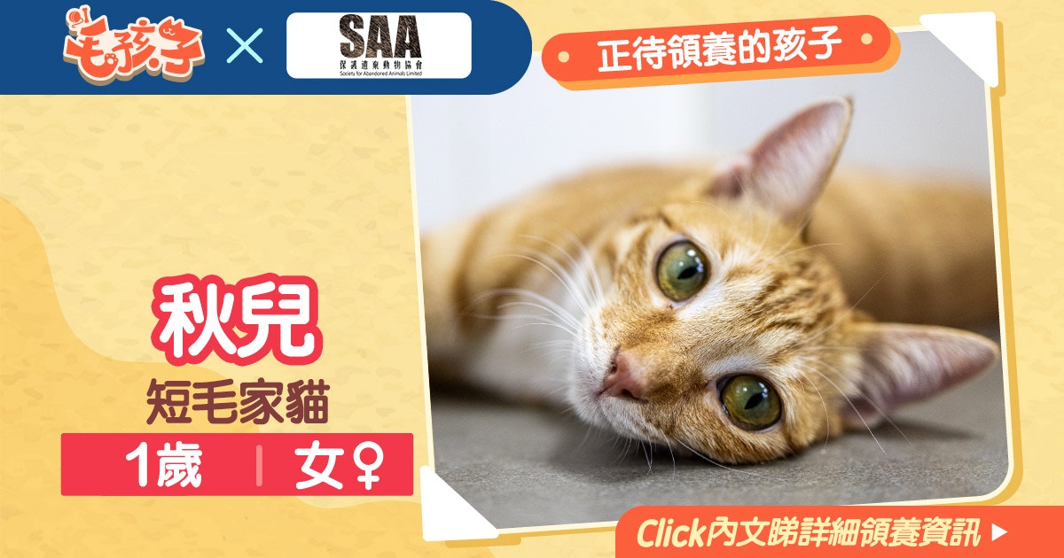 領養貓狗消息 保護遺棄動物協會 5月29日 短毛家貓秋兒 香港01 寵物