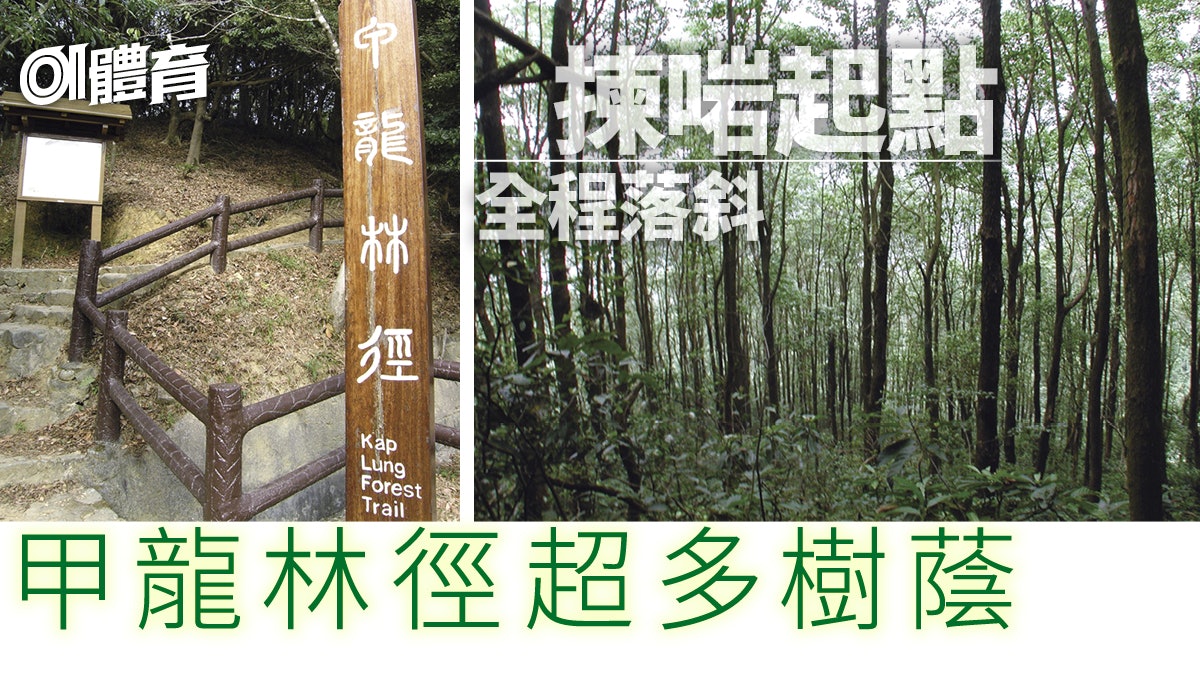 大帽山行山路線|甲龍林徑多樹蔭啱夏天行 落斜為主小心越野單車 大帽山行山路線|甲龍林徑多樹蔭啱夏天行 落斜為主小心越野單車