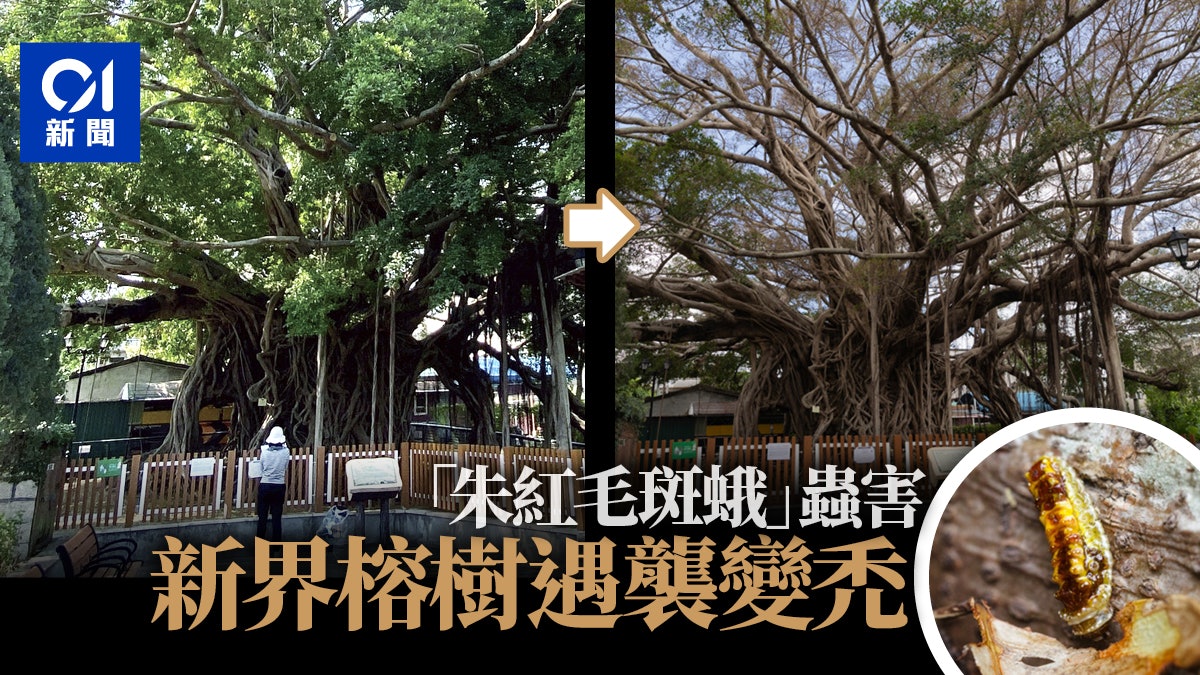 榕樹蛾災|朱紅毛斑蛾再爆發 新界榕樹遇襲變禿 波及23棵古樹 榕樹蛾災|朱紅毛斑蛾再爆發 新界榕樹遇襲變禿 波及23棵古樹