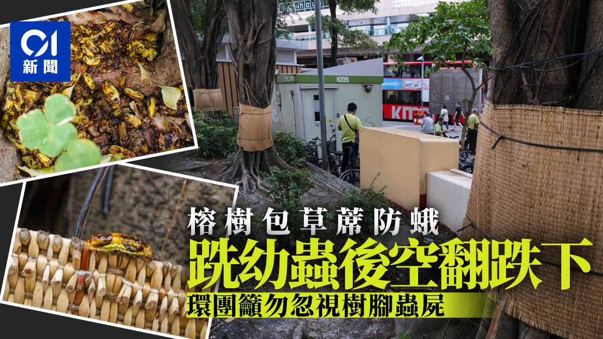 榕樹蛾災|樹幹包草蓆、麻布袋捉蟲 專家促清蟲蛹 防下波大爆發 榕樹蛾災|樹幹包草蓆、麻布袋捉蟲 專家促清蟲蛹 防下波大爆發