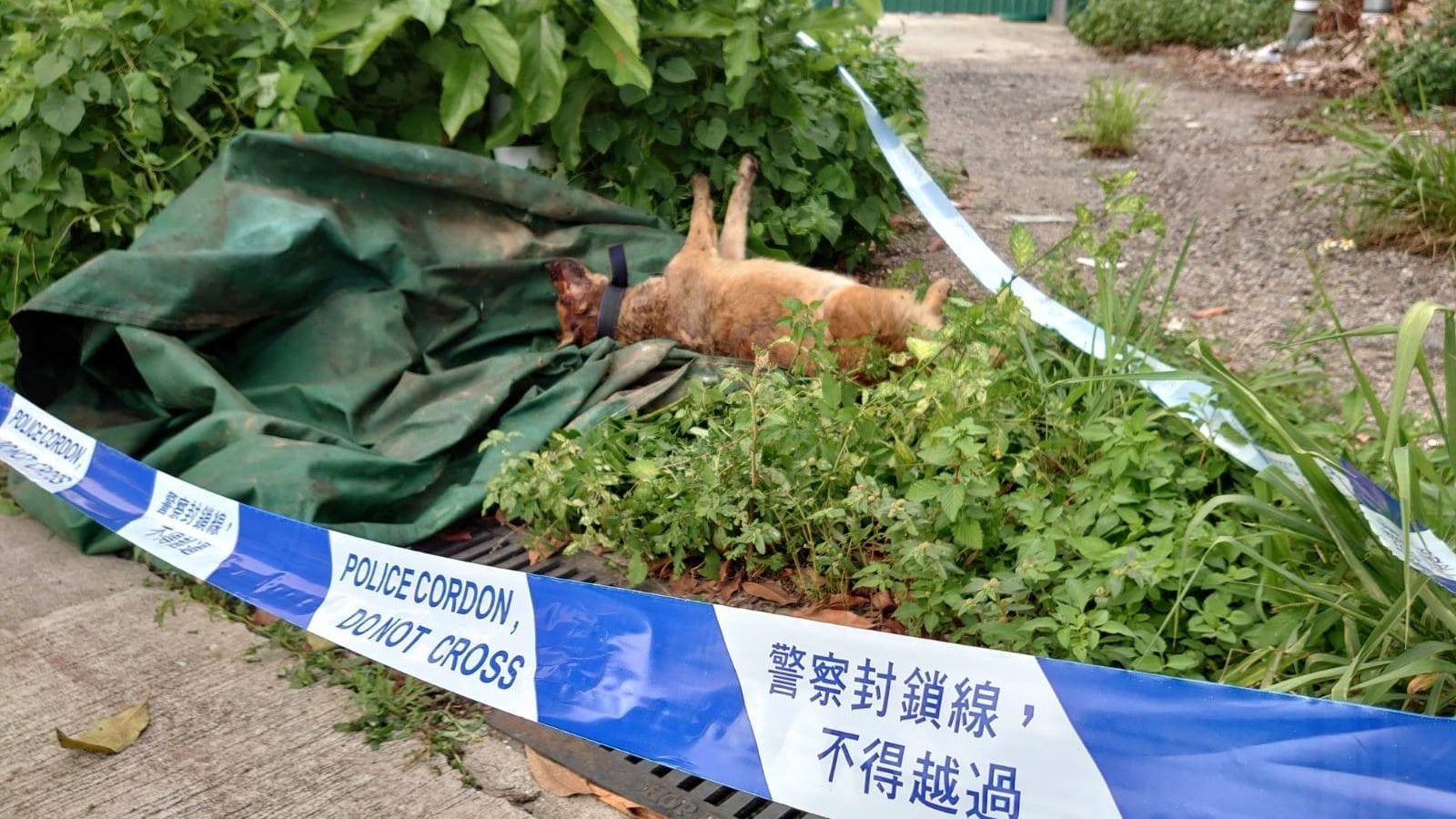 虐待動物 落馬洲2唐狗疑遭毒害口鼻滲血倒斃草叢 香港01 突發 虐待動物 落馬洲2唐狗疑遭毒害口鼻滲血倒斃草叢 香港01 突發