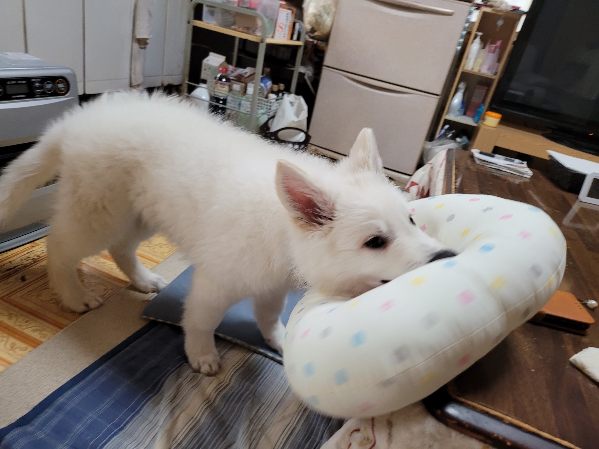這隻愛犬是一隻公的「白色瑞士牧羊犬」，名字叫做「hikaru」。（Twitter@kaninabe776）