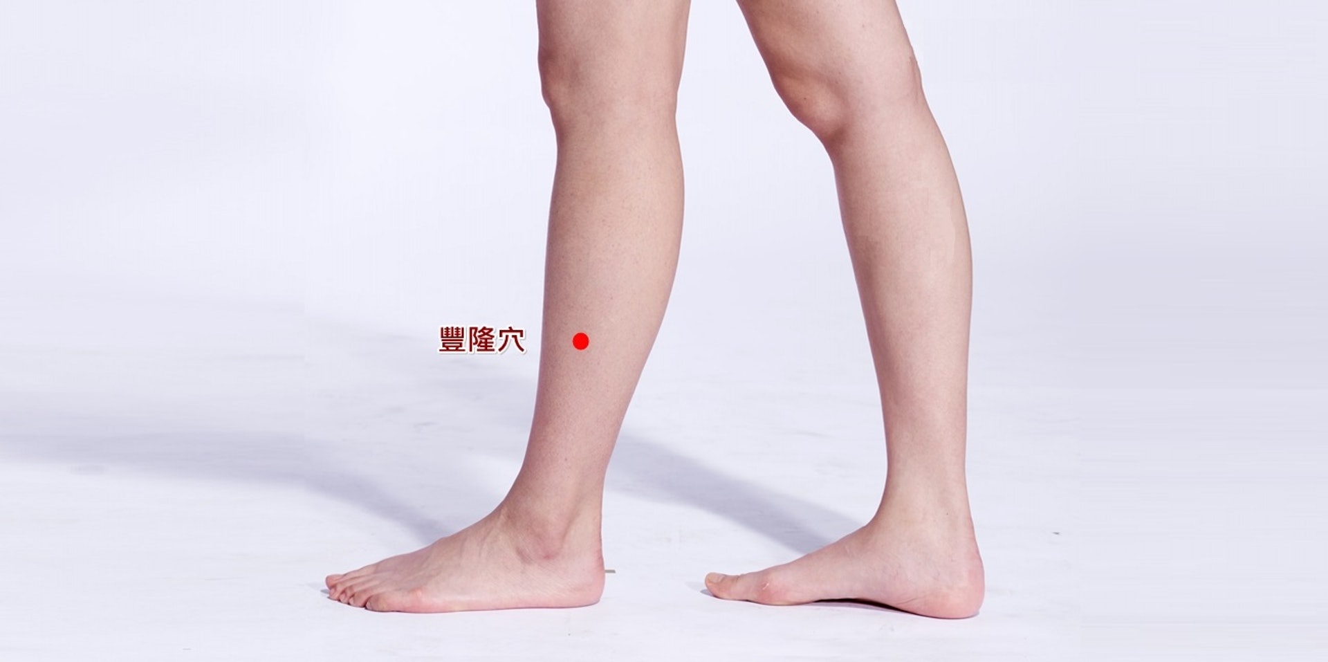 「豐隆穴」位於小腿前外側,外腳踝尖部上八寸,脛骨前肌的外緣,按壓有助健脾、祛痰、化濕。它既屬胃經,又連接脾經,因此按壓它對脾胃兩大臟腑都具調理作用。(圖片:health.tvbs) 「豐隆穴」位於小腿前外側,外腳踝尖部上八寸,脛骨前肌的外緣,按壓有助健脾、祛痰、化濕。它既屬胃經,又連接脾經,因此按壓它對脾胃兩大臟腑都具調理作用。(圖片:health.tvbs)