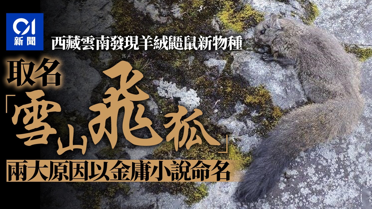 西藏雲南發現羊絨鼯鼠新物種取材金庸小說命名 雪山飛狐