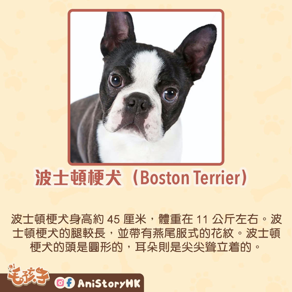 狗狗冷知識 墨西哥無毛犬古時被用來暖床 稀有 醜犬 背後故事 狗狗冷知識 墨西哥無毛犬古時被用來暖床 稀有 醜犬 背後故事