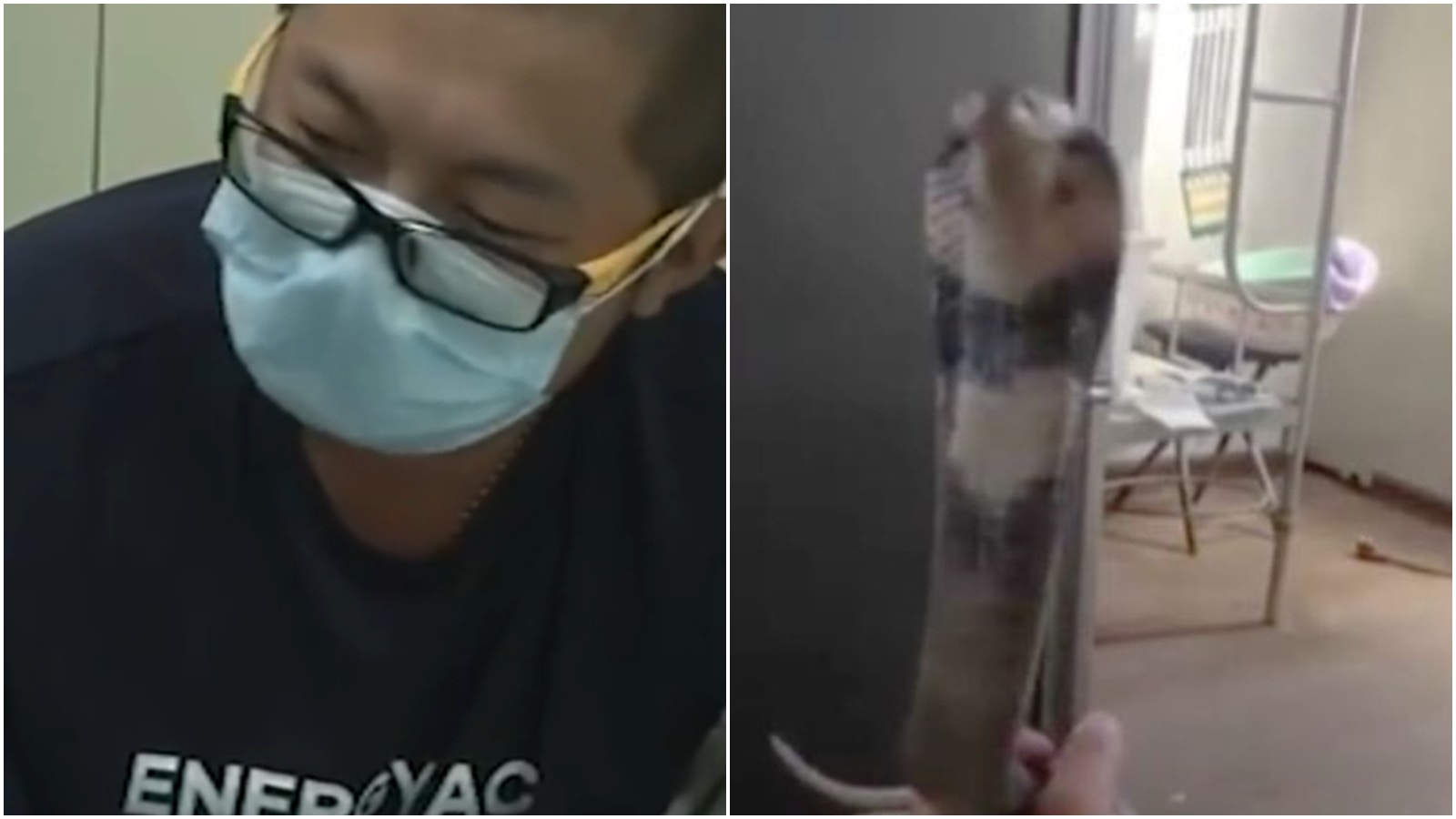 哈爾濱漢網購眼鏡蛇被咬中毒　商家曾指毒腺已去後又改口稱發錯貨