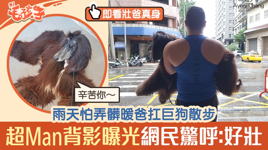 阿富汗獵犬|壯爸抱長毛狗 冒雨散步有重要苦衷 網民一見心心眼 阿富汗獵犬|壯爸抱長毛狗 冒雨散步有重要苦衷 網民一見心心眼