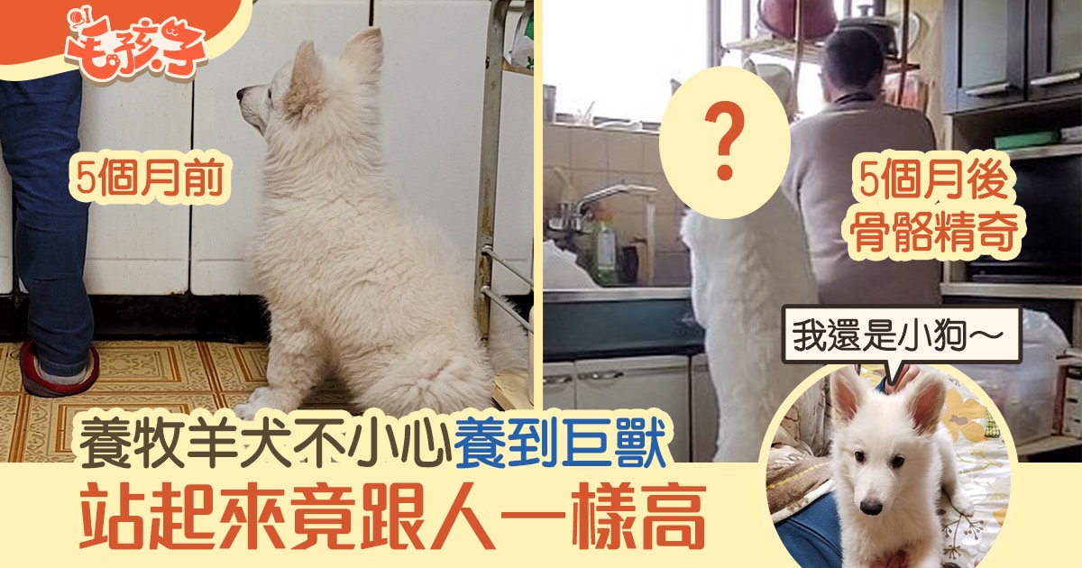 牧羊犬出生五個月「跟人一樣高」　背影激似《銀魂》巨獸「定春」