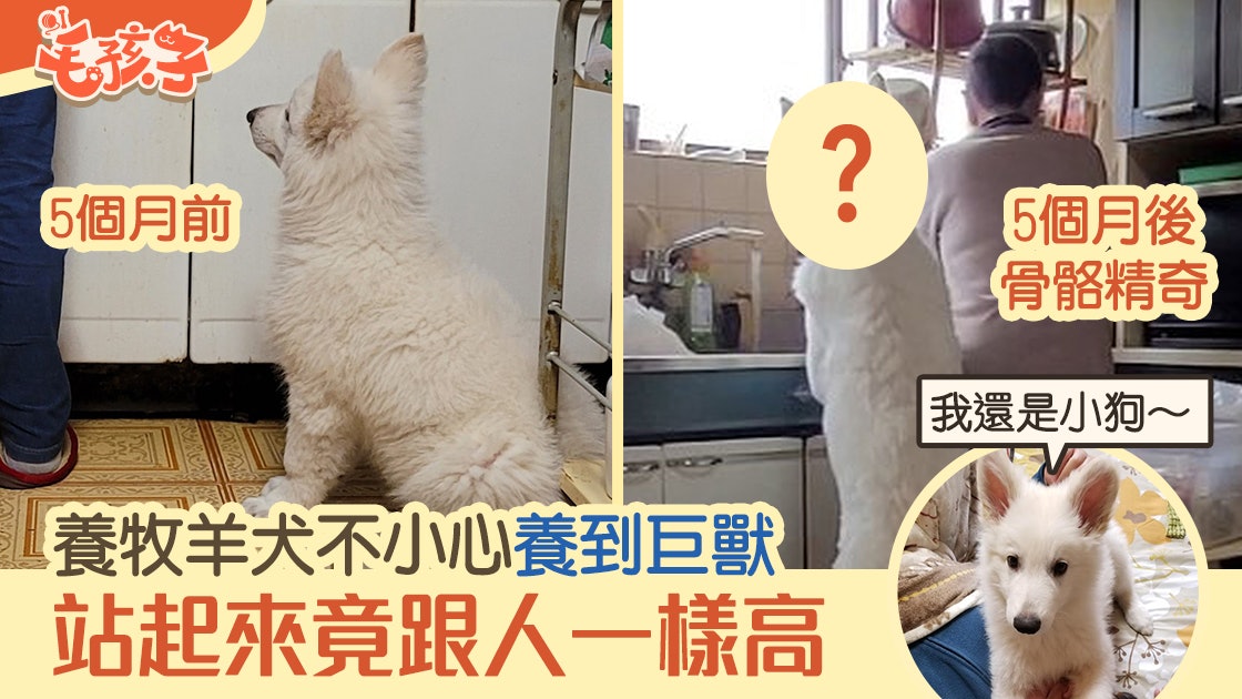 牧羊犬出生五個月 跟人一樣高 背影激似 銀魂 巨獸 定春 牧羊犬出生五個月 跟人一樣高 背影激似 銀魂 巨獸 定春