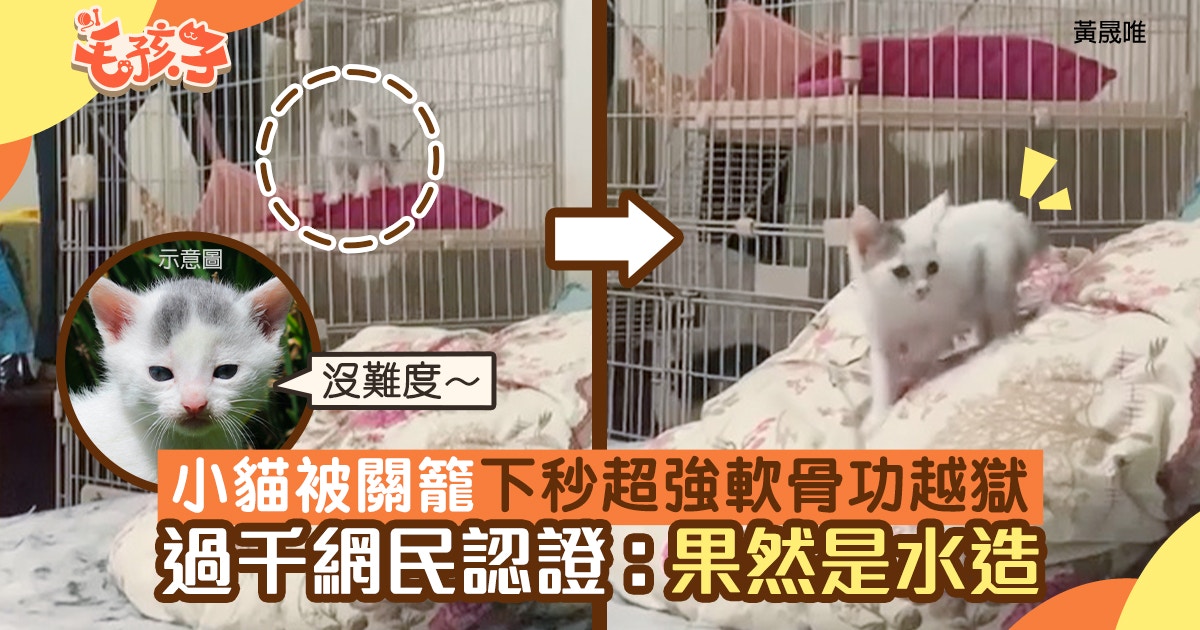 小唐貓被關籠下秒用超強軟骨功越獄過千網民認證 果然是水造 香港01 寵物