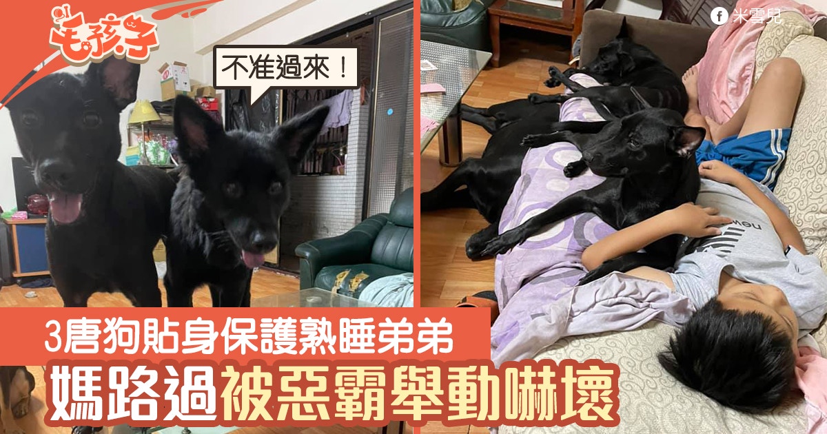 唐狗 3黑犬貼身保護熟睡弟弟媽路過被惡霸舉動嚇壞 香港01 寵物