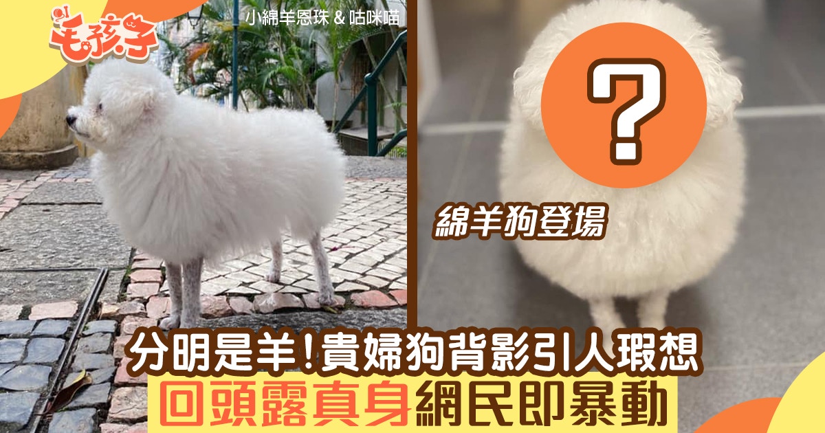 貴婦狗背面似足小綿羊 白毛球 回頭露純真笑容所有網民暴動