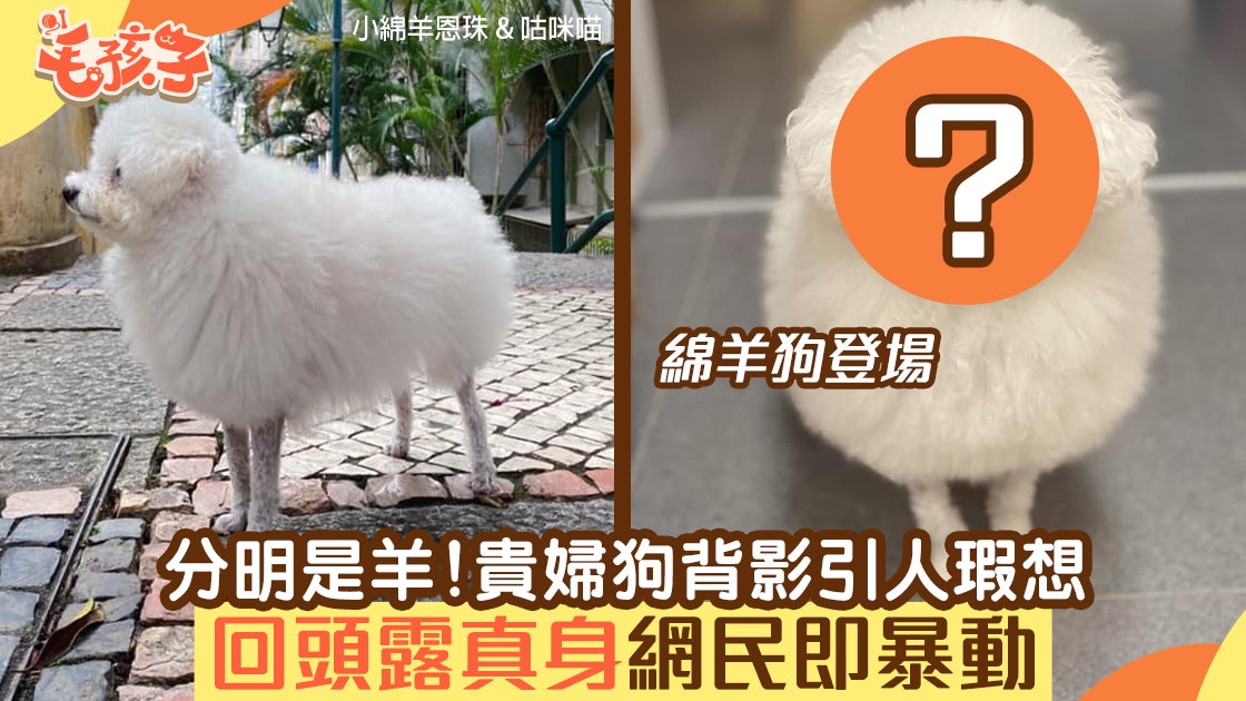 貴婦狗背面似足小綿羊 白毛球 回頭露純真笑容所有網民暴動 貴婦狗背面似足小綿羊 白毛球 回頭露純真笑容所有網民暴動
