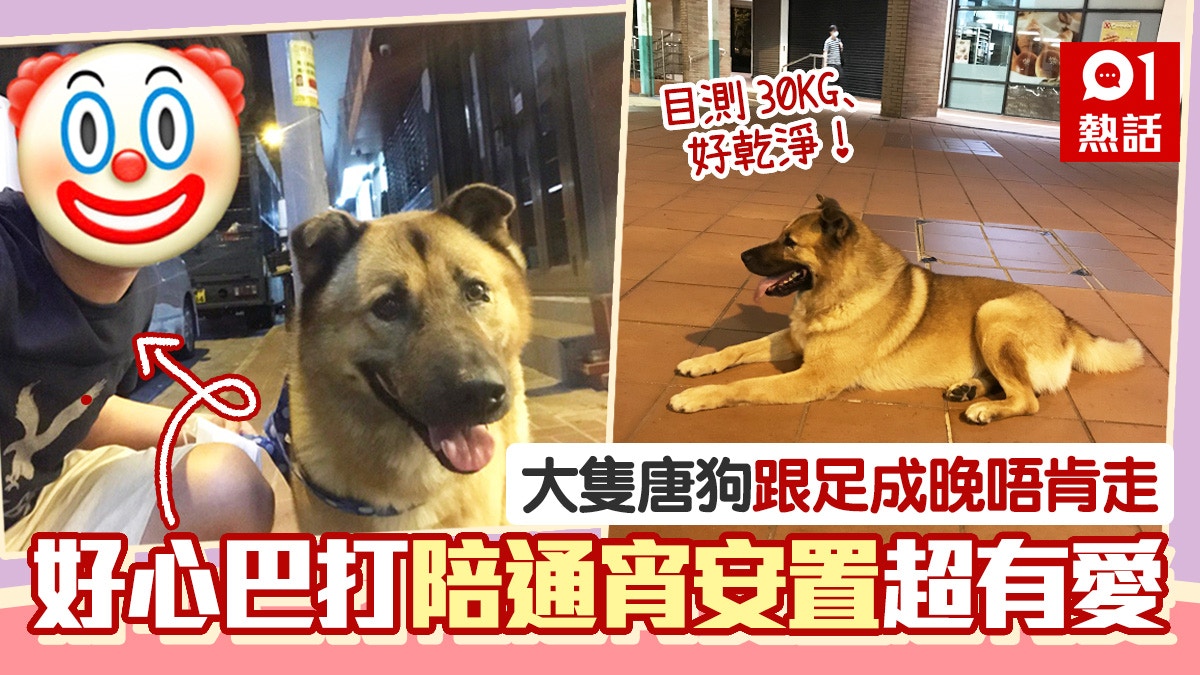 流浪狗跟住行唔願走　好心連登仔通宵陪伴　搵義工兼帶去診所獲讚