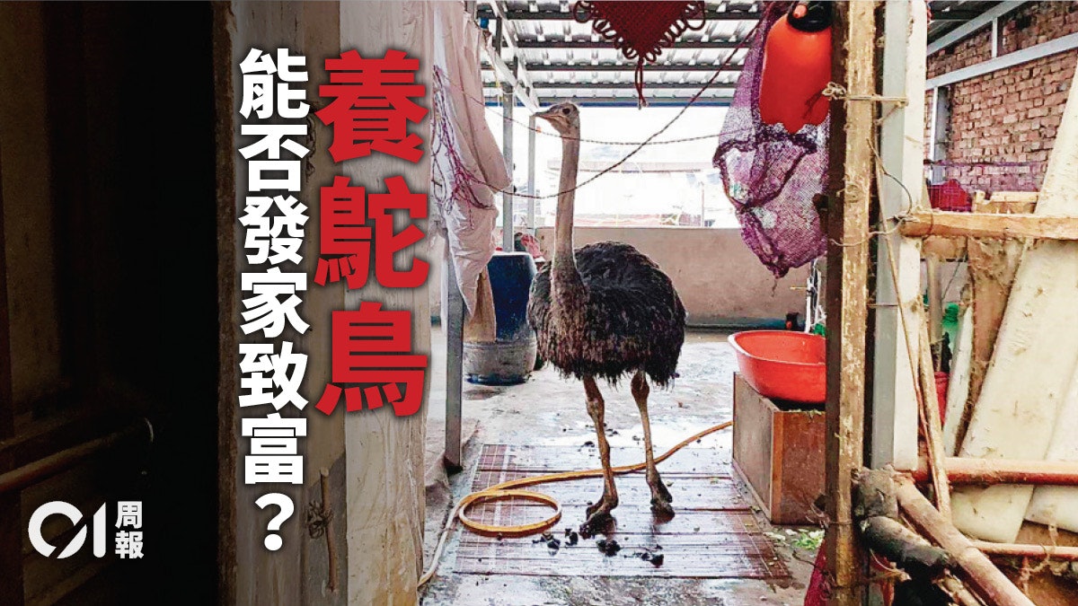 「鴕鳥哥」落戶西安城中村 「貧民窟」中搞發達實驗 「鴕鳥哥」落戶西安城中村 「貧民窟」中搞發達實驗