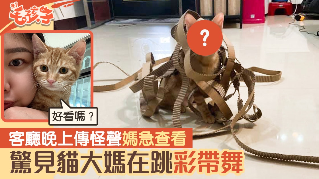 唐貓|客廳晚上傳怪聲有賊入屋?媽急查看 陌生生物在跳彩帶舞 唐貓|客廳晚上傳怪聲有賊入屋?媽急查看 陌生生物在跳彩帶舞