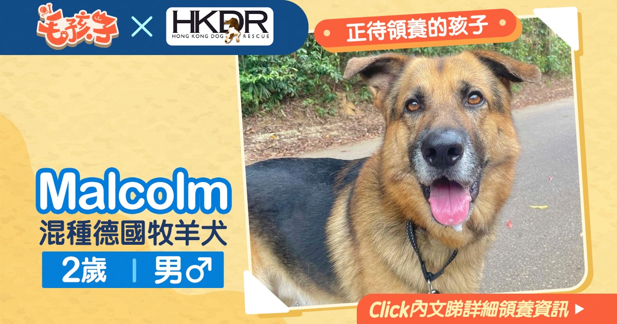 【領養貓狗消息】《救狗之家》6月12日：混種德國牧羊犬Malcolm