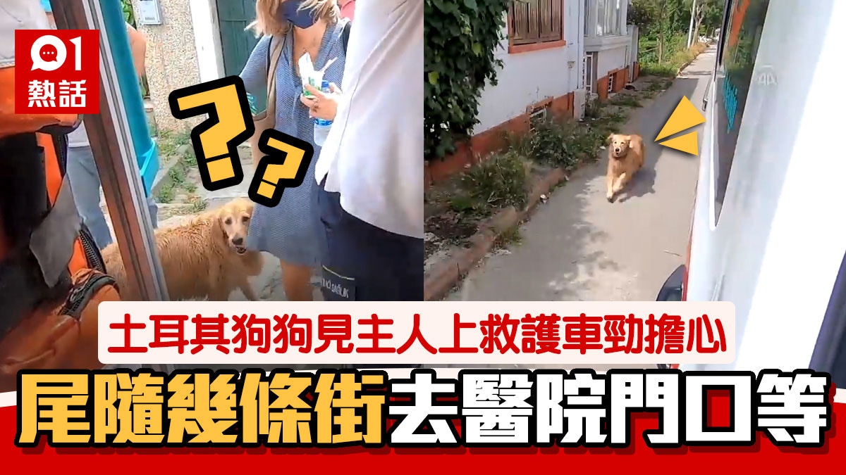 忠犬 土耳其狗狗見主人上救護車狂奔幾公里到醫院守候感動網民