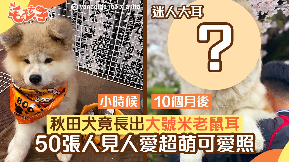 秋田犬 狗狗長出米奇老鼠大耳朵50張人見人愛超萌可愛照 香港01 寵物 秋田犬 狗狗長出米奇老鼠大耳朵50張人見人愛超萌可愛照 香港01 寵物
