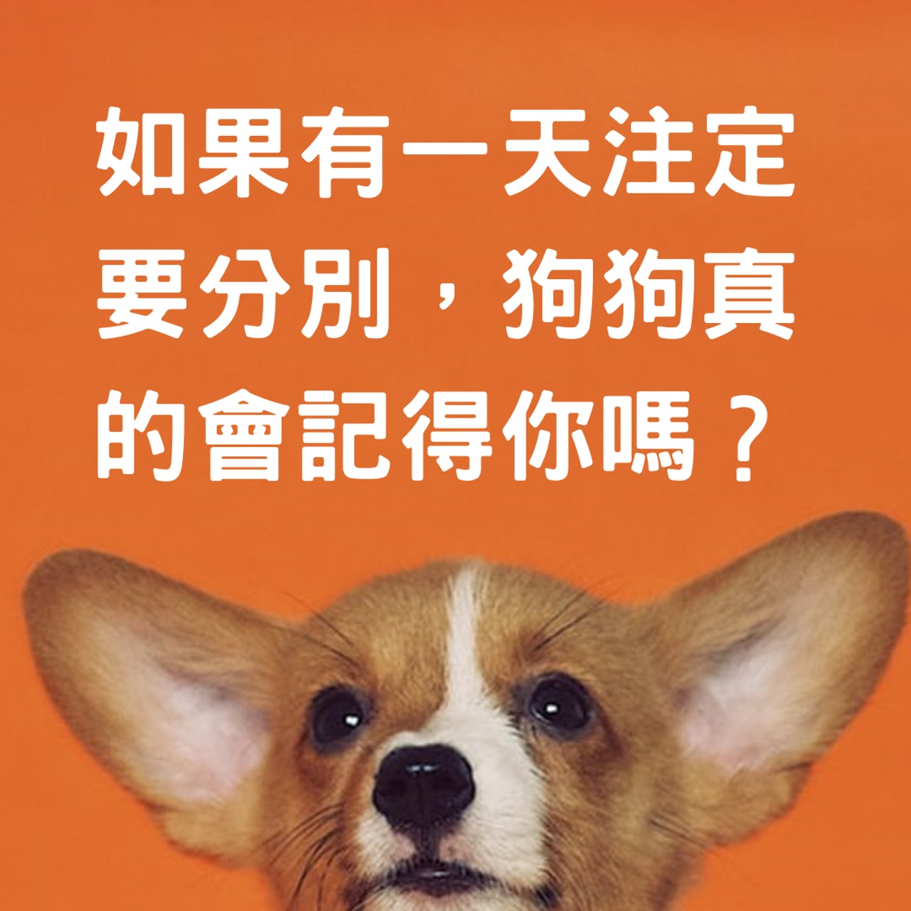 如果有一天注定要分別,狗狗真的會記得你嗎?(alvannee @Unsplash/ 01製圖) 如果有一天注定要分別,狗狗真的會記得你嗎?(alvannee @Unsplash/ 01製圖)
