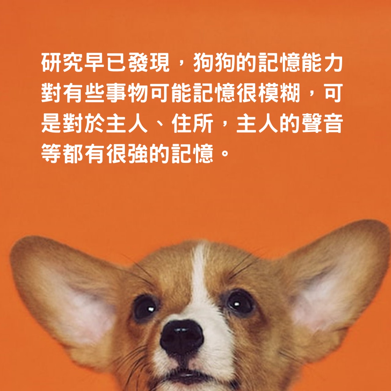 如果有一天注定要分別,狗狗真的會記得你嗎?(alvannee @Unsplash/ 01製圖) 如果有一天注定要分別,狗狗真的會記得你嗎?(alvannee @Unsplash/ 01製圖)