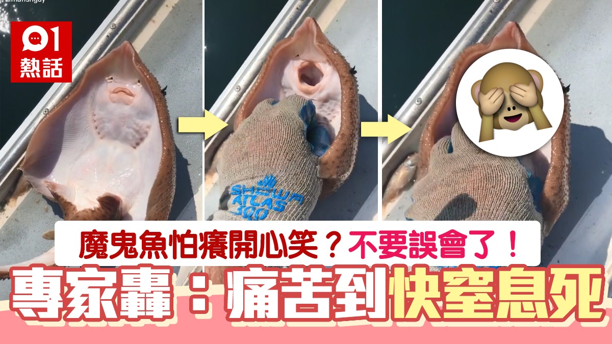 抖音網紅幫魔鬼魚搔癢稱「把牠弄笑」　專家急糾正：快窒息死了