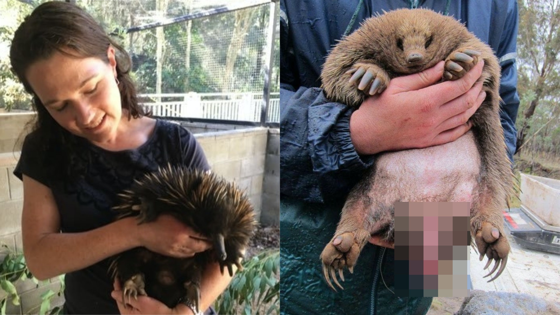 下體有 4個頭 的哺乳類動物有最奇怪生殖器交配時輪流使用 下體有 4個頭 的哺乳類動物有最奇怪生殖器交配時輪流使用