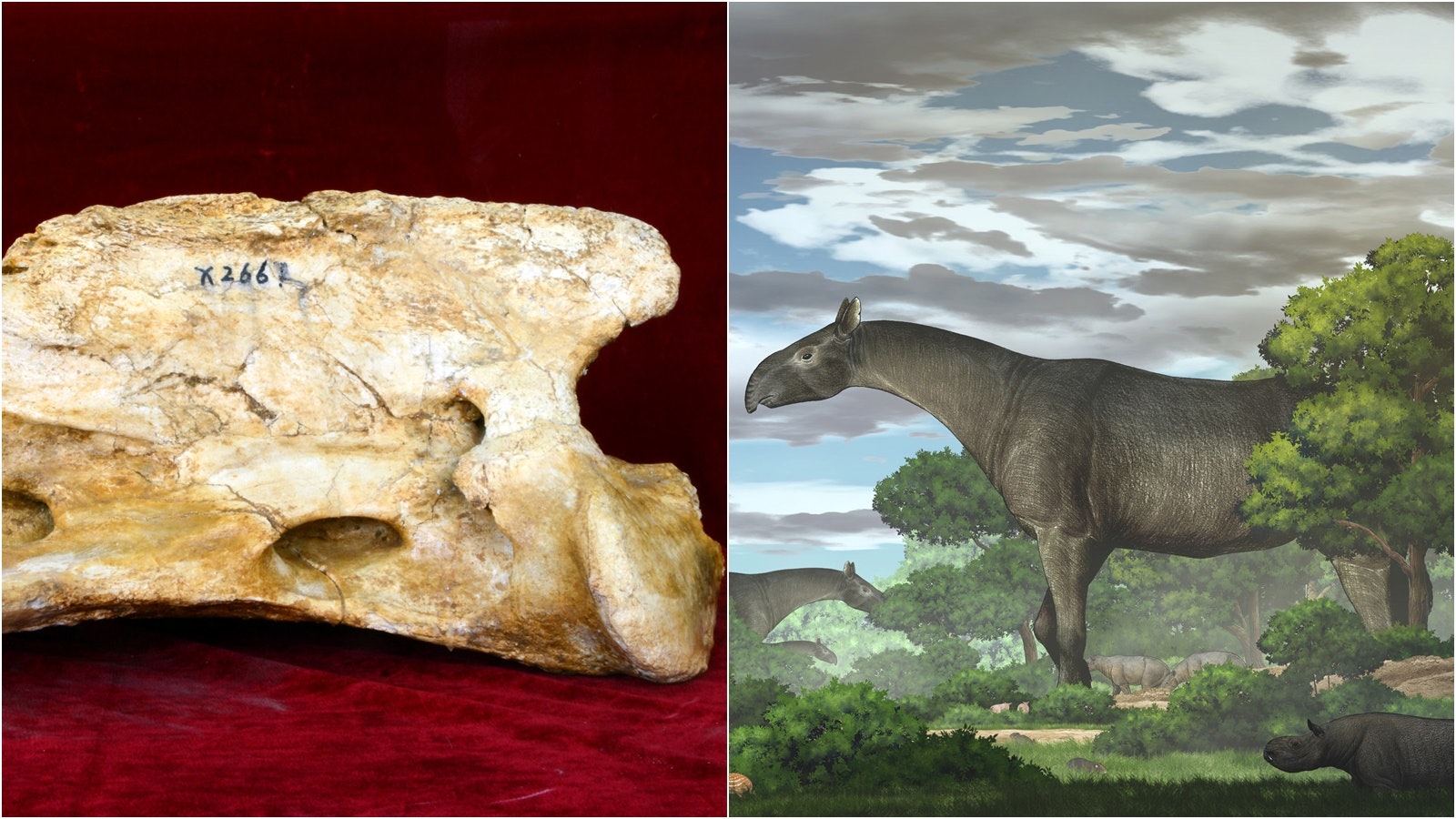 甘肅臨夏發現新種巨犀化石研究揭滅絕前穿越青藏高原遷徙擴散 香港01 藝文中國 甘肅臨夏發現新種巨犀化石研究揭滅絕前穿越青藏高原遷徙擴散 香港01 藝文中國