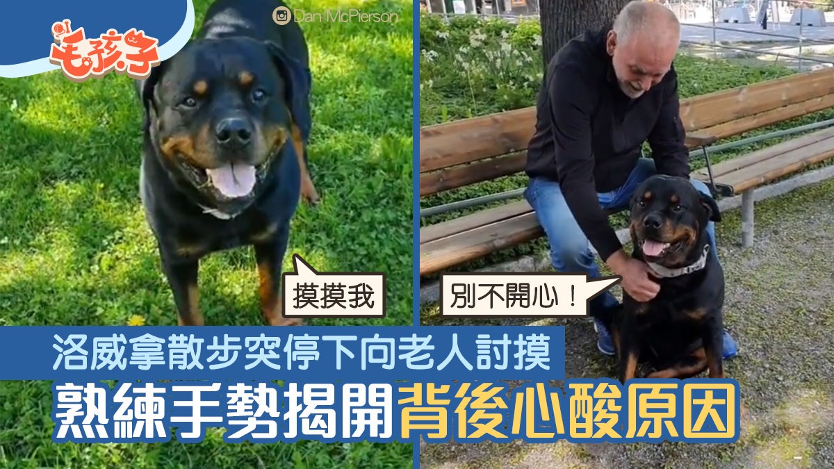洛威拿|公園散步突停下向陌生人討摸 一舉動秒懂背後心酸原因 洛威拿|公園散步突停下向陌生人討摸 一舉動秒懂背後心酸原因