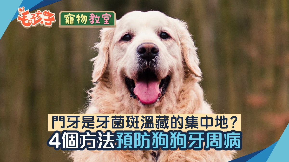 寵物健康|門牙竟然最易藏牙菌斑? 4個方法讓狗狗遠離牙周病 寵物健康|門牙竟然最易藏牙菌斑? 4個方法讓狗狗遠離牙周病