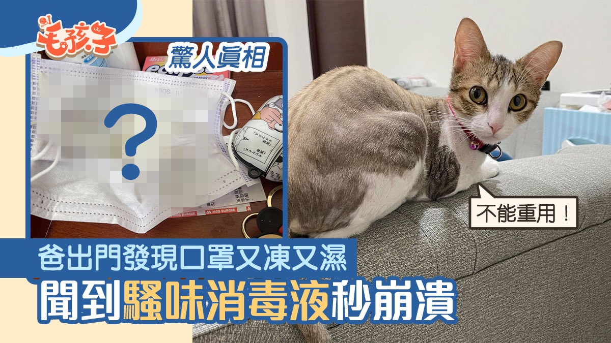 唐貓｜爸口罩重用發現又凍又濕　聞到「騷味消毒液」秒崩潰