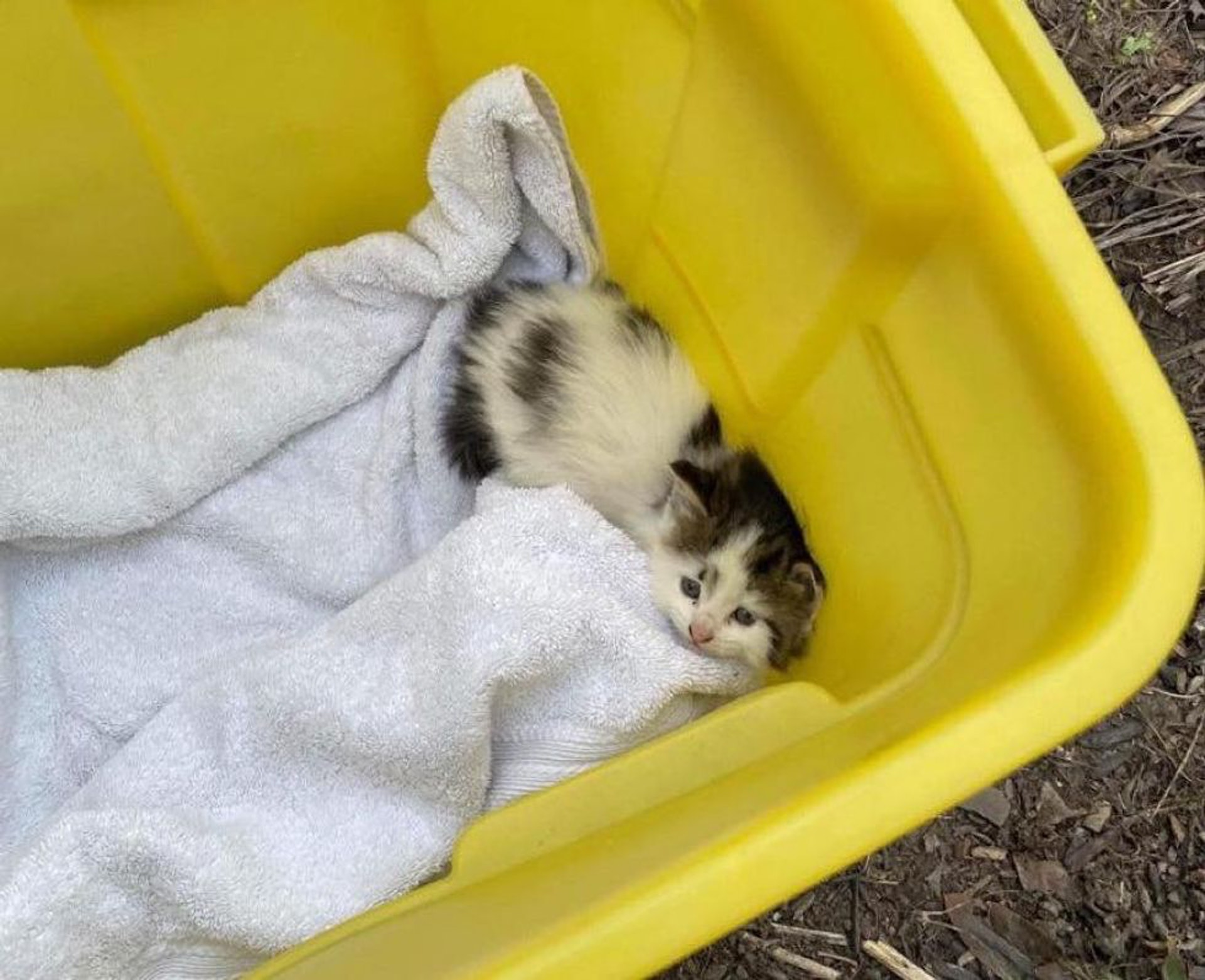 (fb@Rescuechatonsmontreal) (fb@Rescuechatonsmontreal)