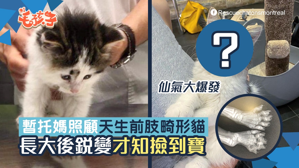 唐貓|流浪貓B天生畸形腳 暫托媽悉心照顧銳變成超美仙氣貓 唐貓|流浪貓B天生畸形腳 暫托媽悉心照顧銳變成超美仙氣貓