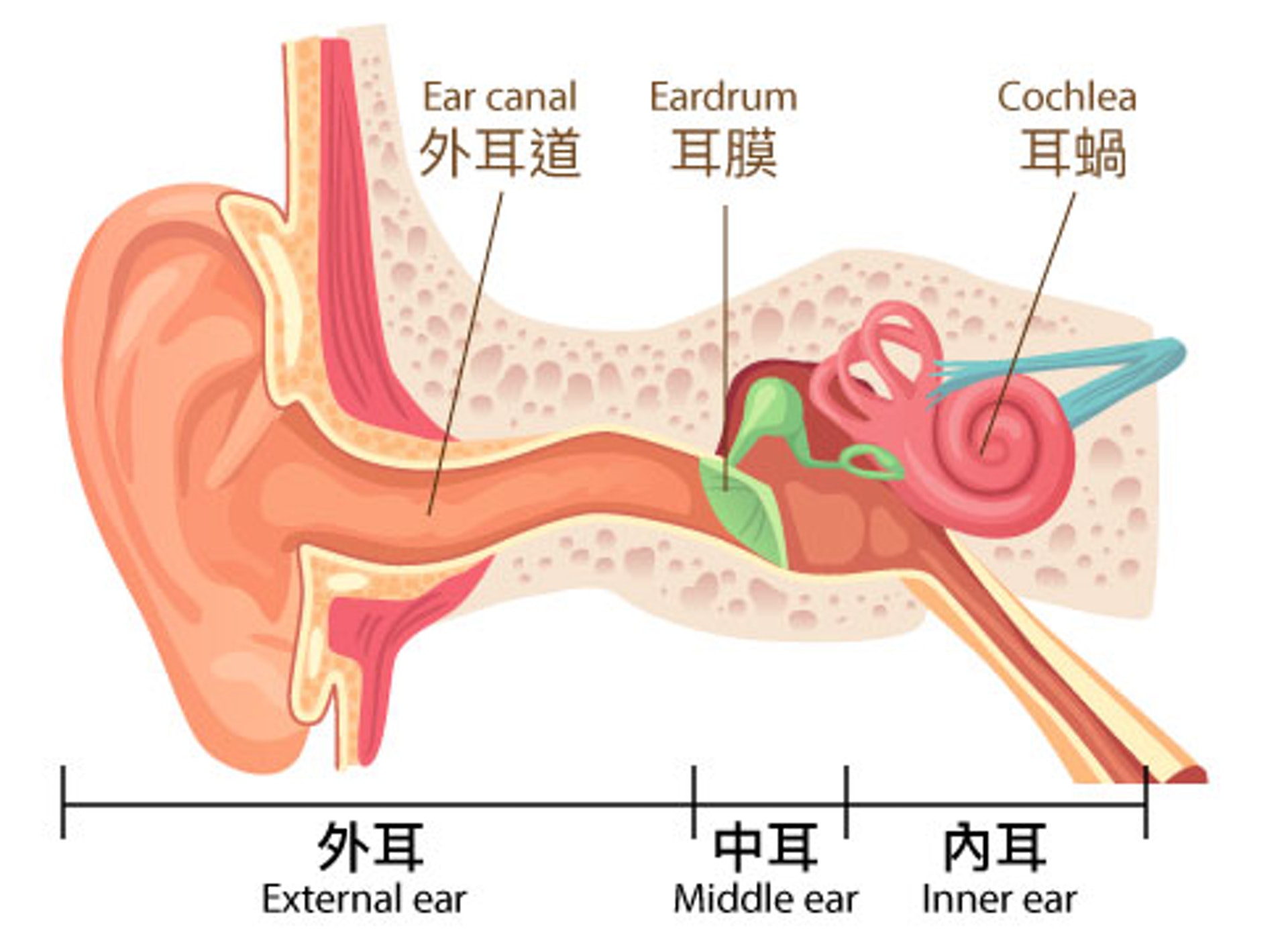 耳道分泌的皮脂及耳垢的腺體位於耳道最外面的三分之一位置，故耳垢通常積聚於該處。（圖片：香港專科）