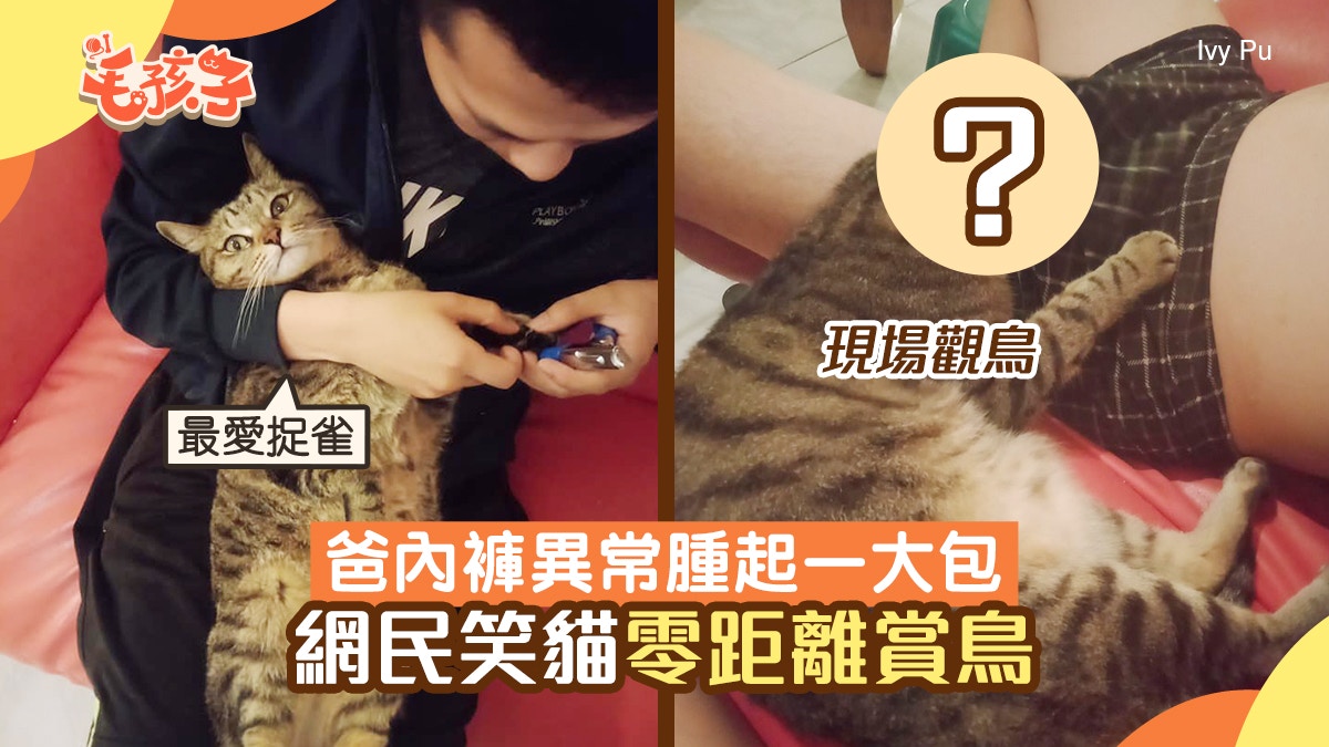 唐貓｜以為爸春心動內褲腫起一大包下秒發現是貓「零距離觀鳥」｜香港01 