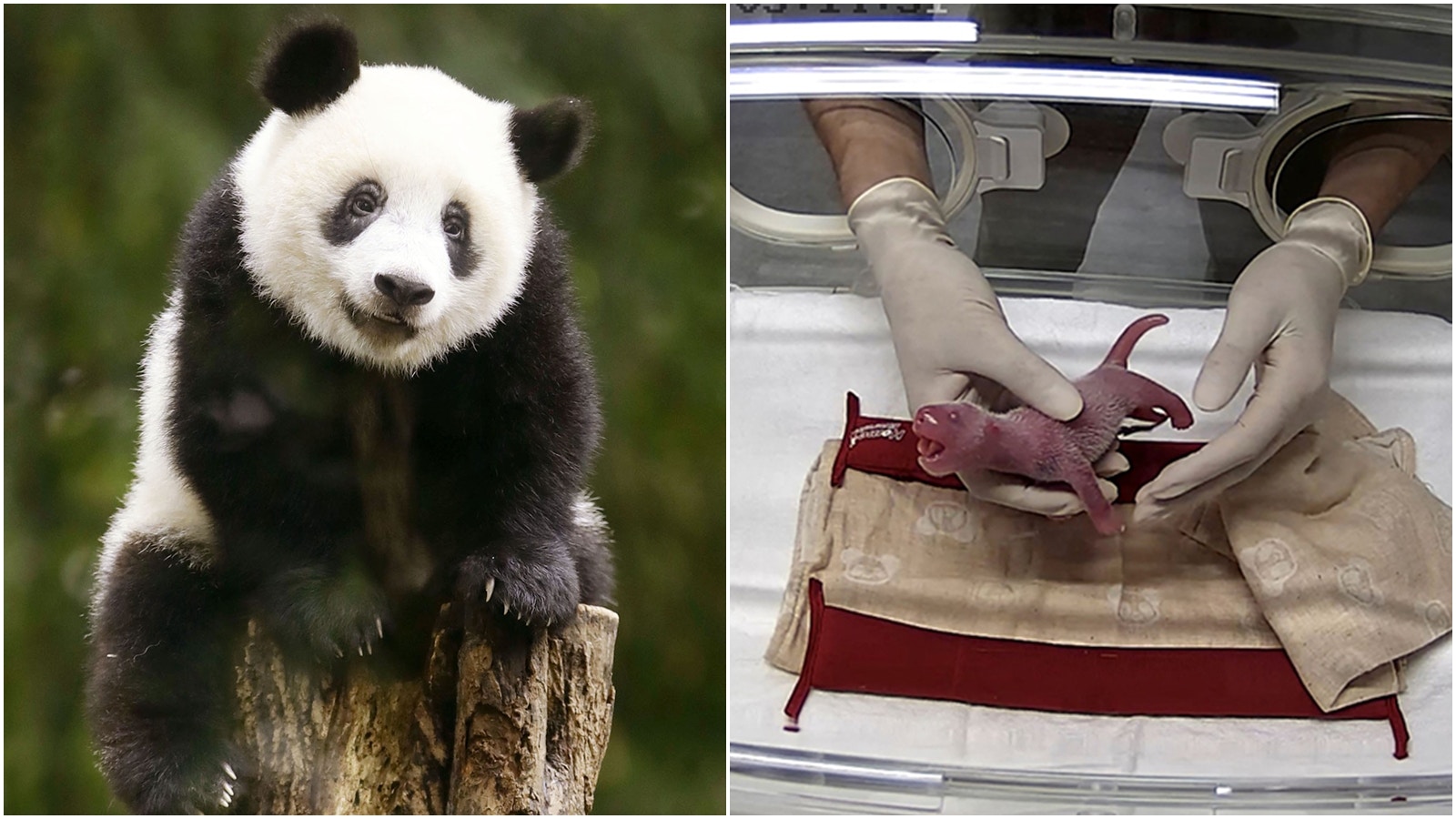 雙胞胎率高2022年大熊貓中心繁育8胎共13隻幼崽