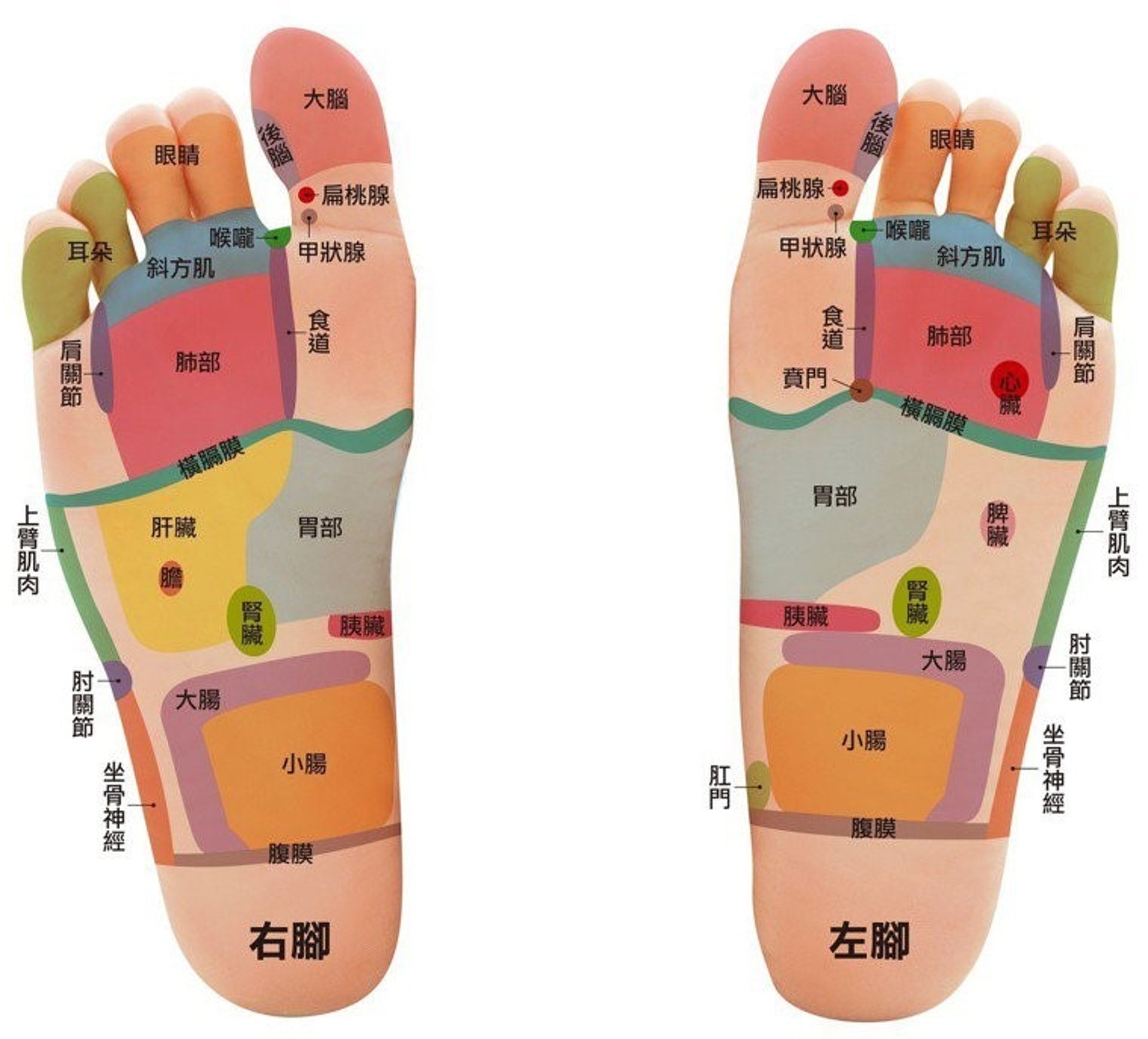 腳底分了多個「反射區」,當中的穴位直接對應身體的內臟,按壓時若感酸痛,表示身體該處的器官或出現毛病。(圖片:health.udn) 腳底分了多個「反射區」,當中的穴位直接對應身體的內臟,按壓時若感酸痛,表示身體該處的器官或出現毛病。(圖片:health.udn)