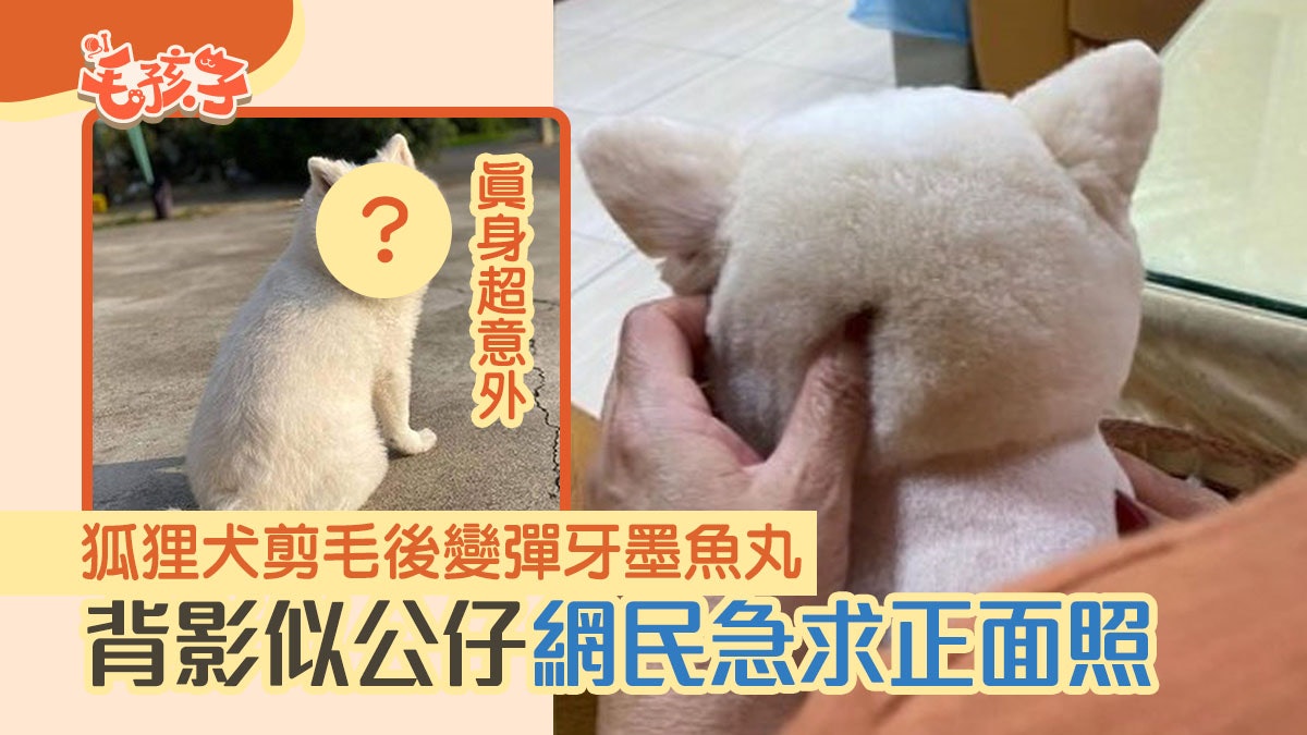 狐狸犬剪毛後變彈牙 墨魚丸 背景似公仔網民急求正面照 香港01 寵物 狐狸犬剪毛後變彈牙 墨魚丸 背景似公仔網民急求正面照 香港01 寵物