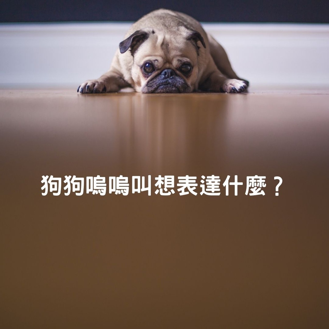 狗狗嗚嗚叫想表達什麼?(Matthew Henry@Unsplash/01製圖) 狗狗嗚嗚叫想表達什麼?(Matthew Henry@Unsplash/01製圖)